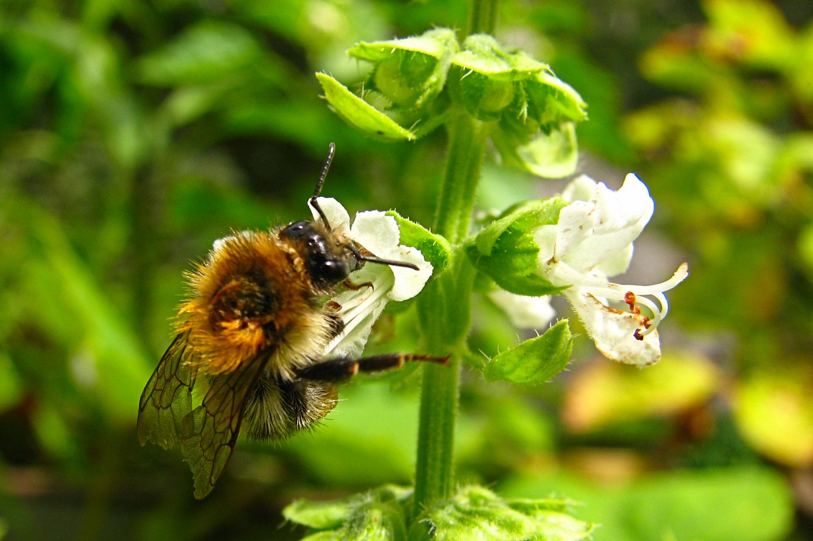 130731bumblebee1.jpg