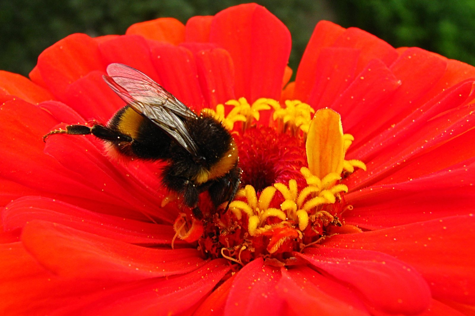 130731bumblebee3.jpg