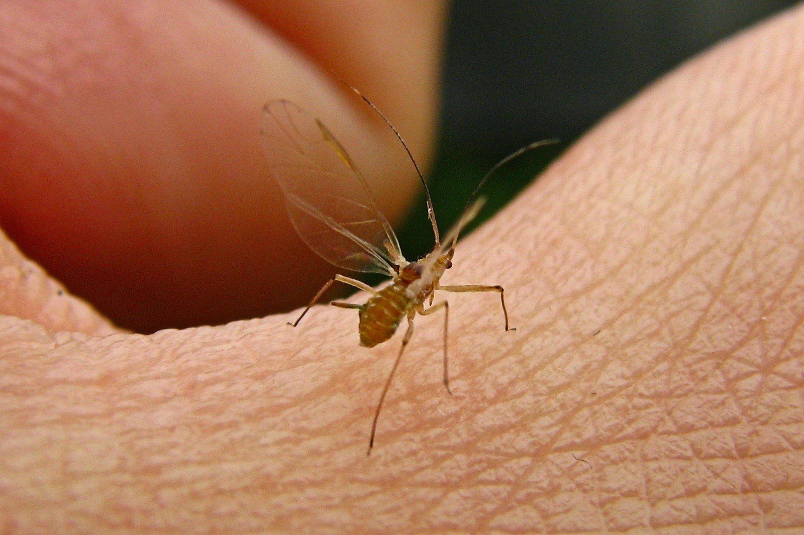 130807insect.jpg