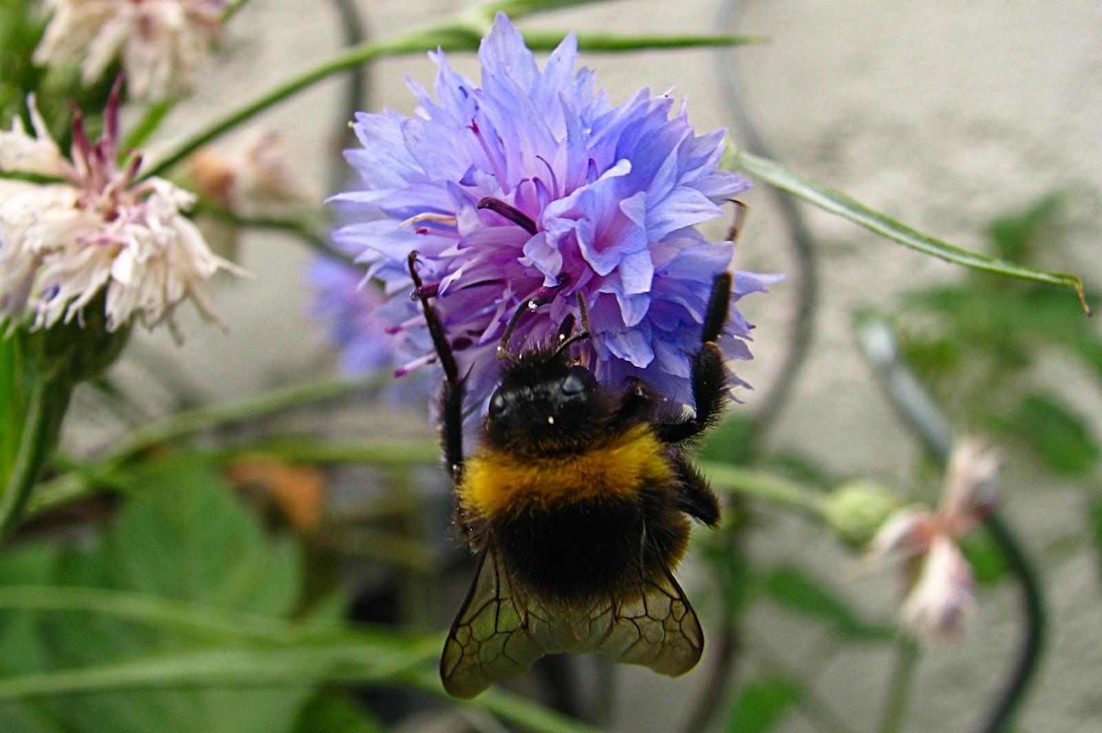 130810bumblebee3.jpg