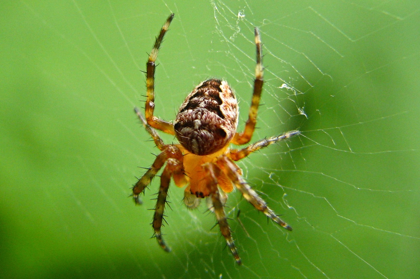 130819crossspider1.jpg