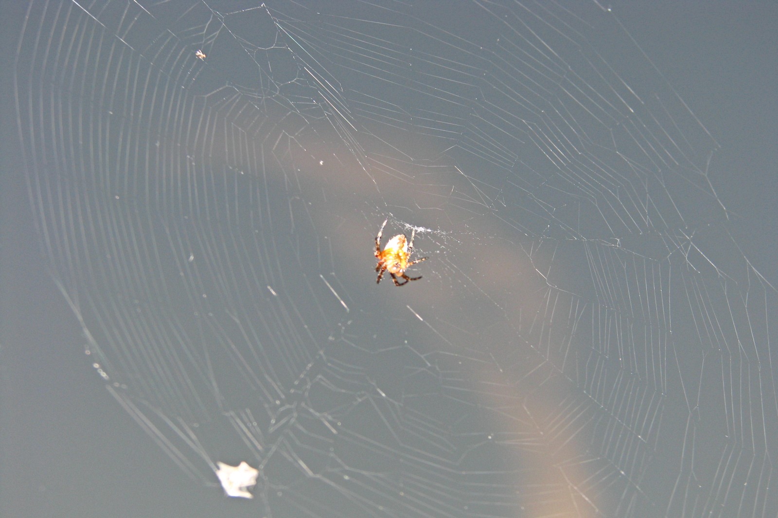 130821spidersky2.jpg