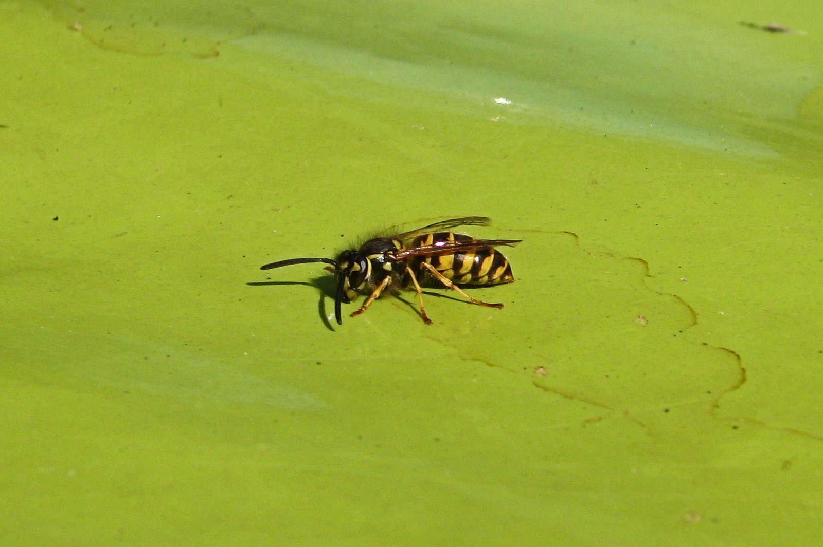 130913bee.jpg