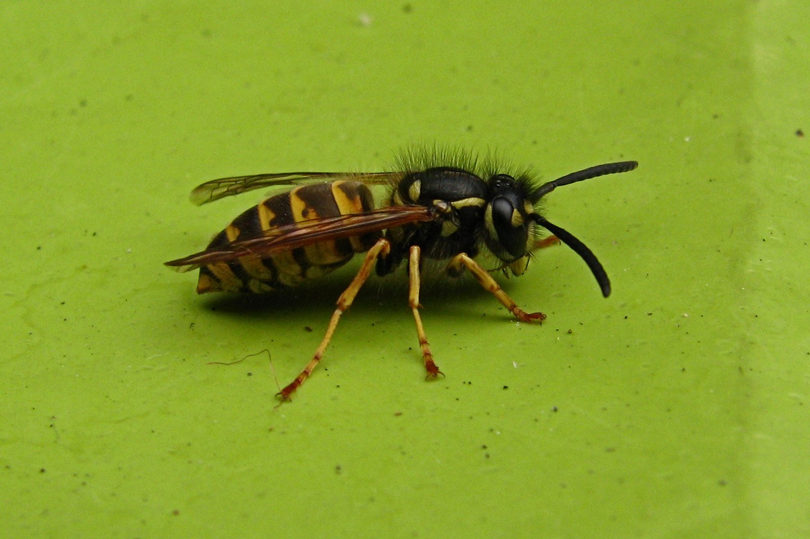 130926wasp.jpg