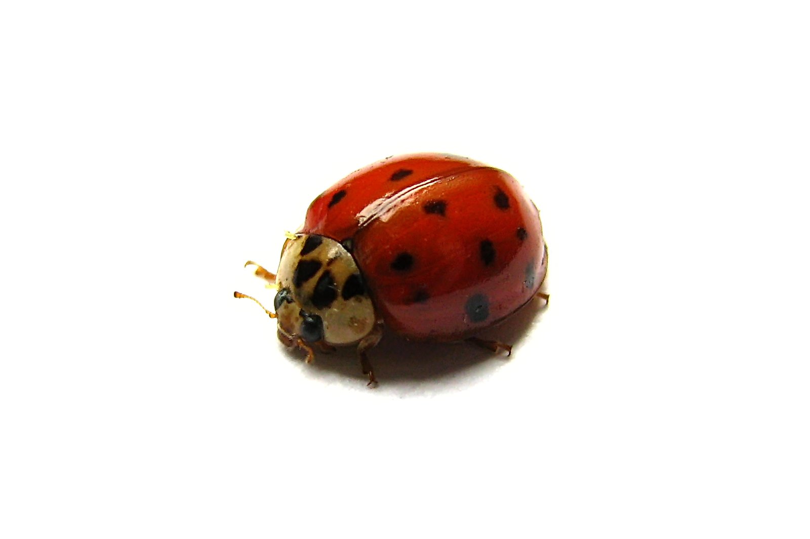 131020ladybug.jpg