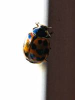 131025ladybug3.jpg