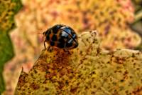 131026ladybug4.jpg