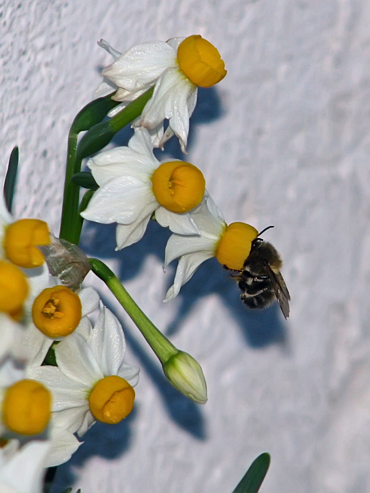 140403bumblebee.jpg