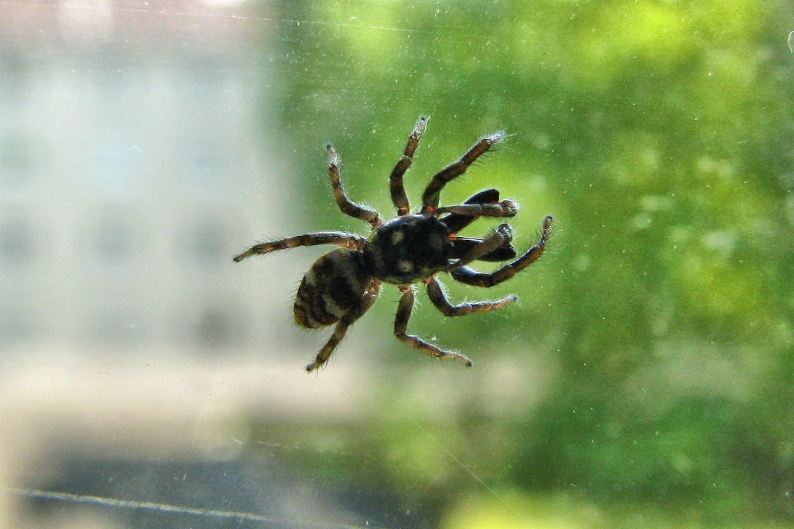 140423spiderwindow.jpg