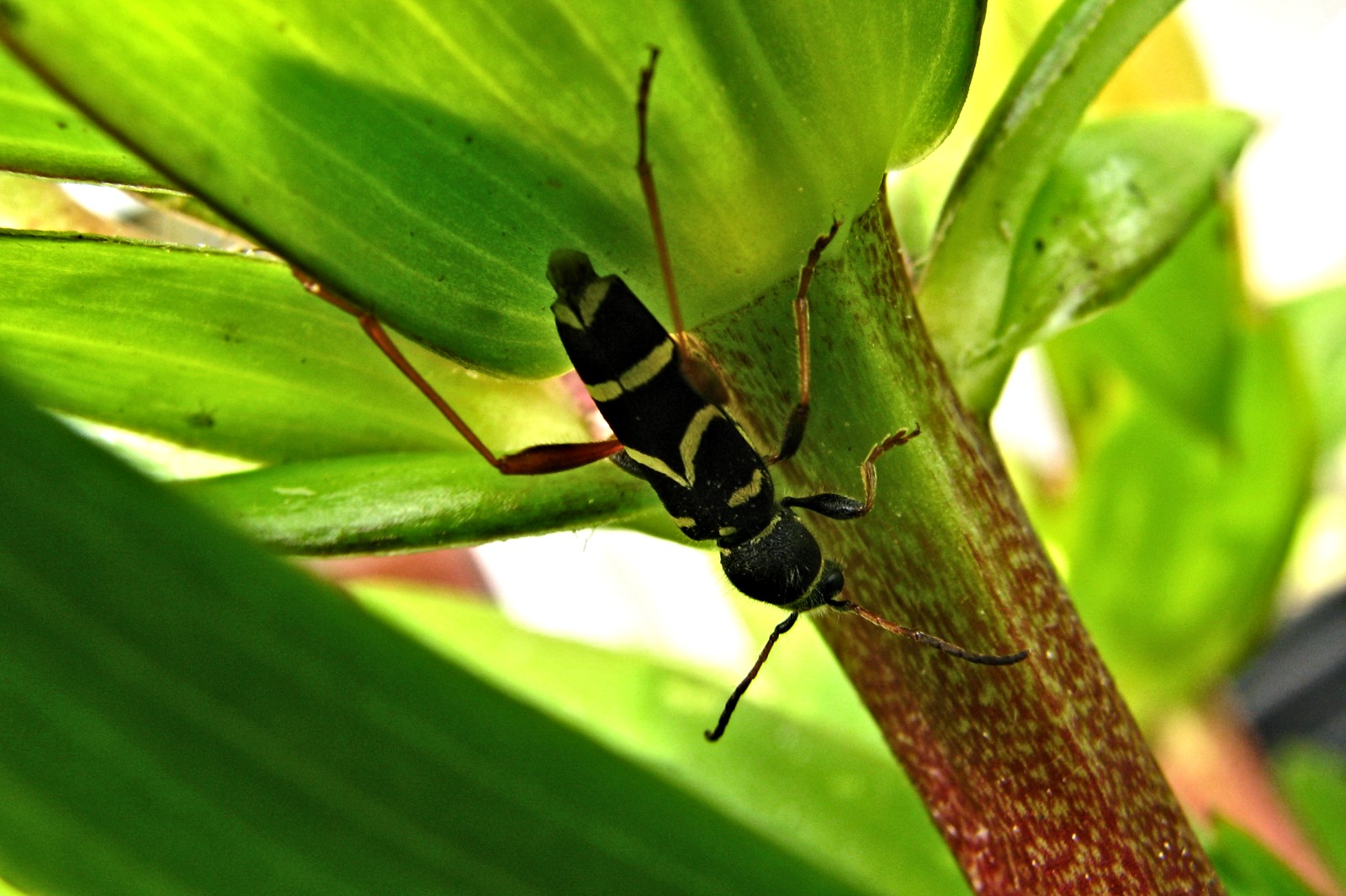 140521somebug2.jpg