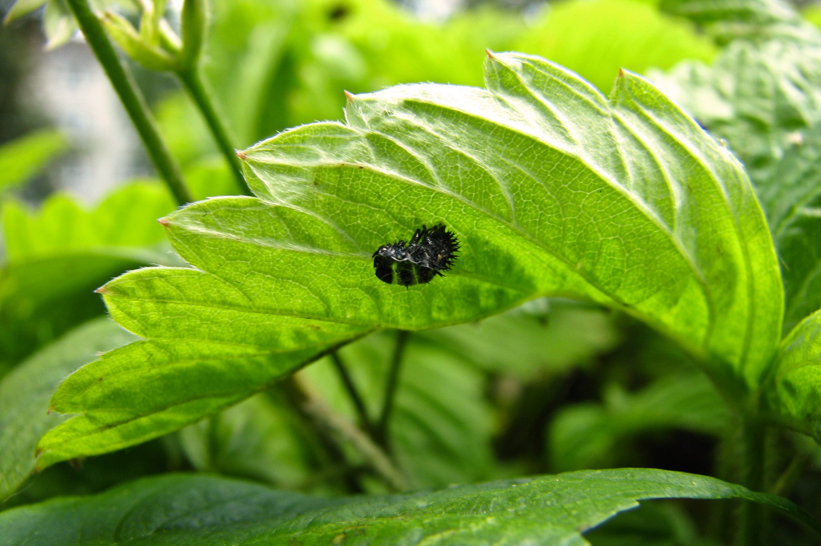 140531ladybuglarv2.jpg