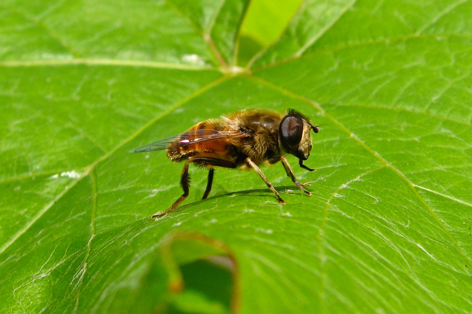 140622bee.jpg