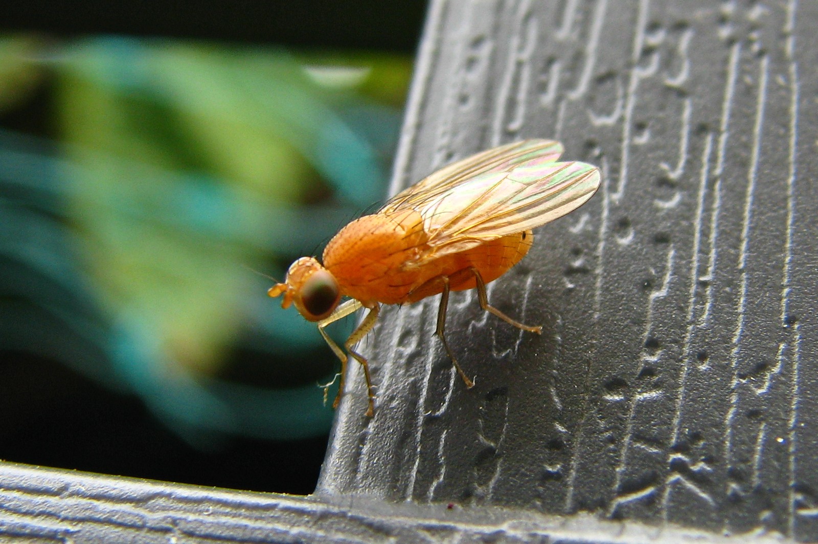 140624orangefly.jpg