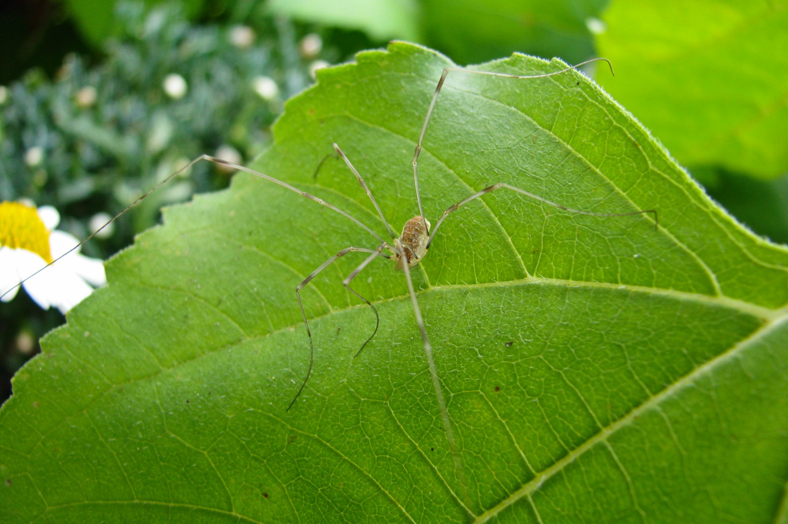 140626spiderlong.jpg