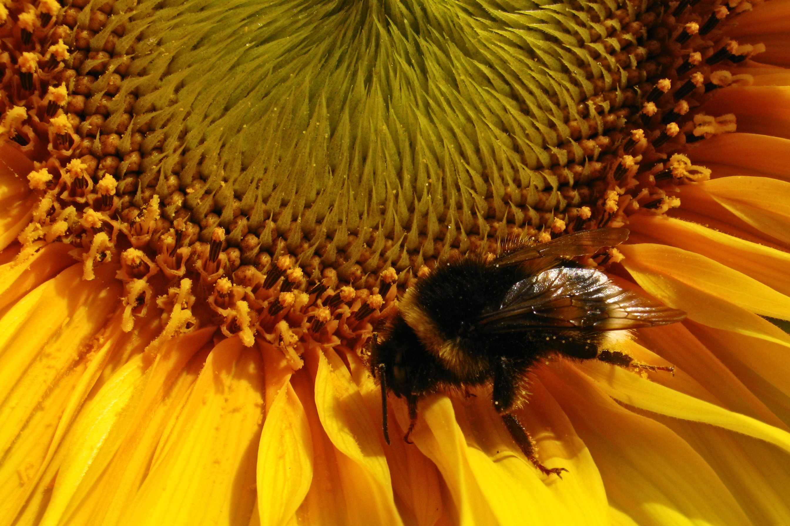 140707bumblebee09.jpg