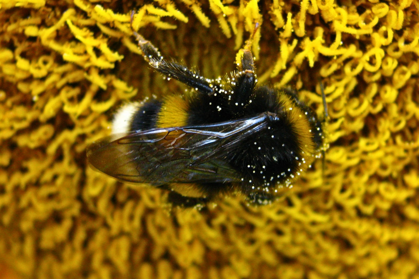 140716bumblebee1.jpg