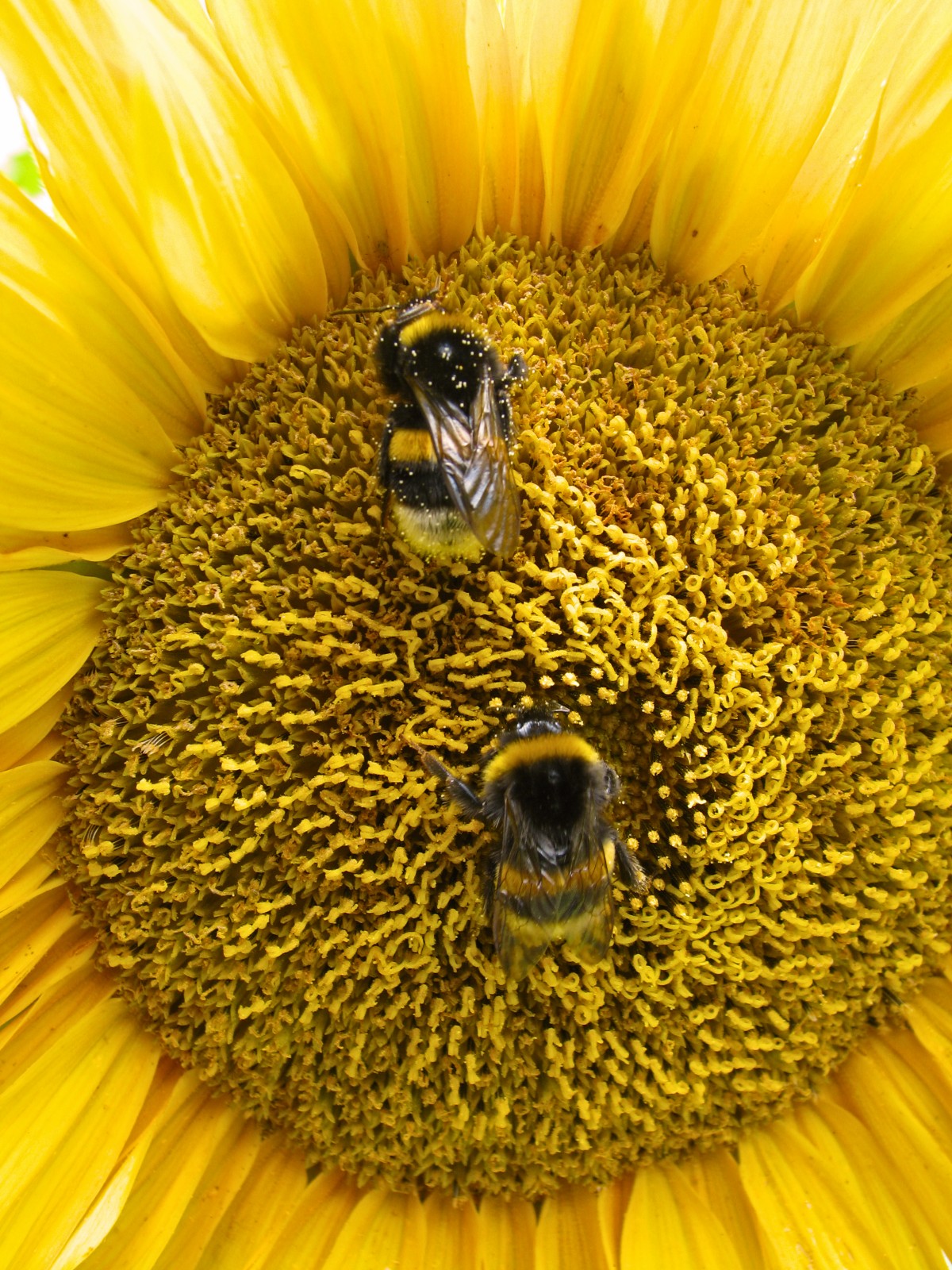 140717bumblebees.jpg