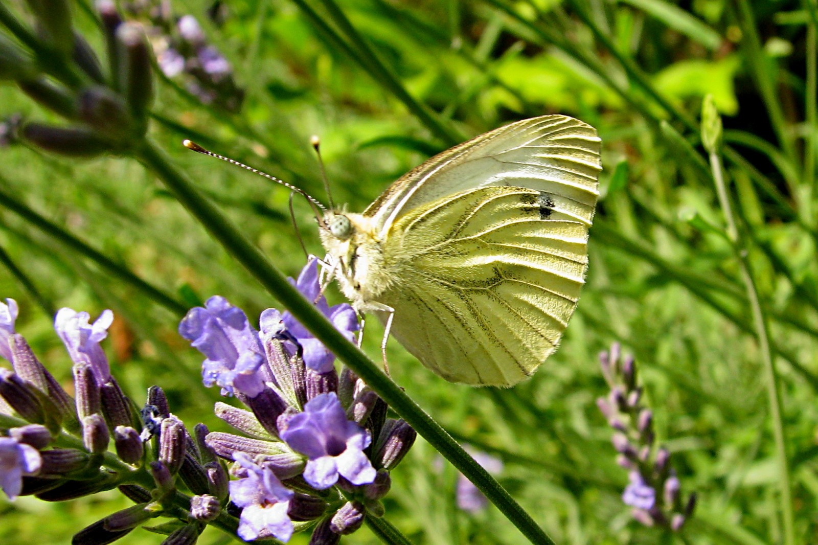 140724butterfly3.jpg