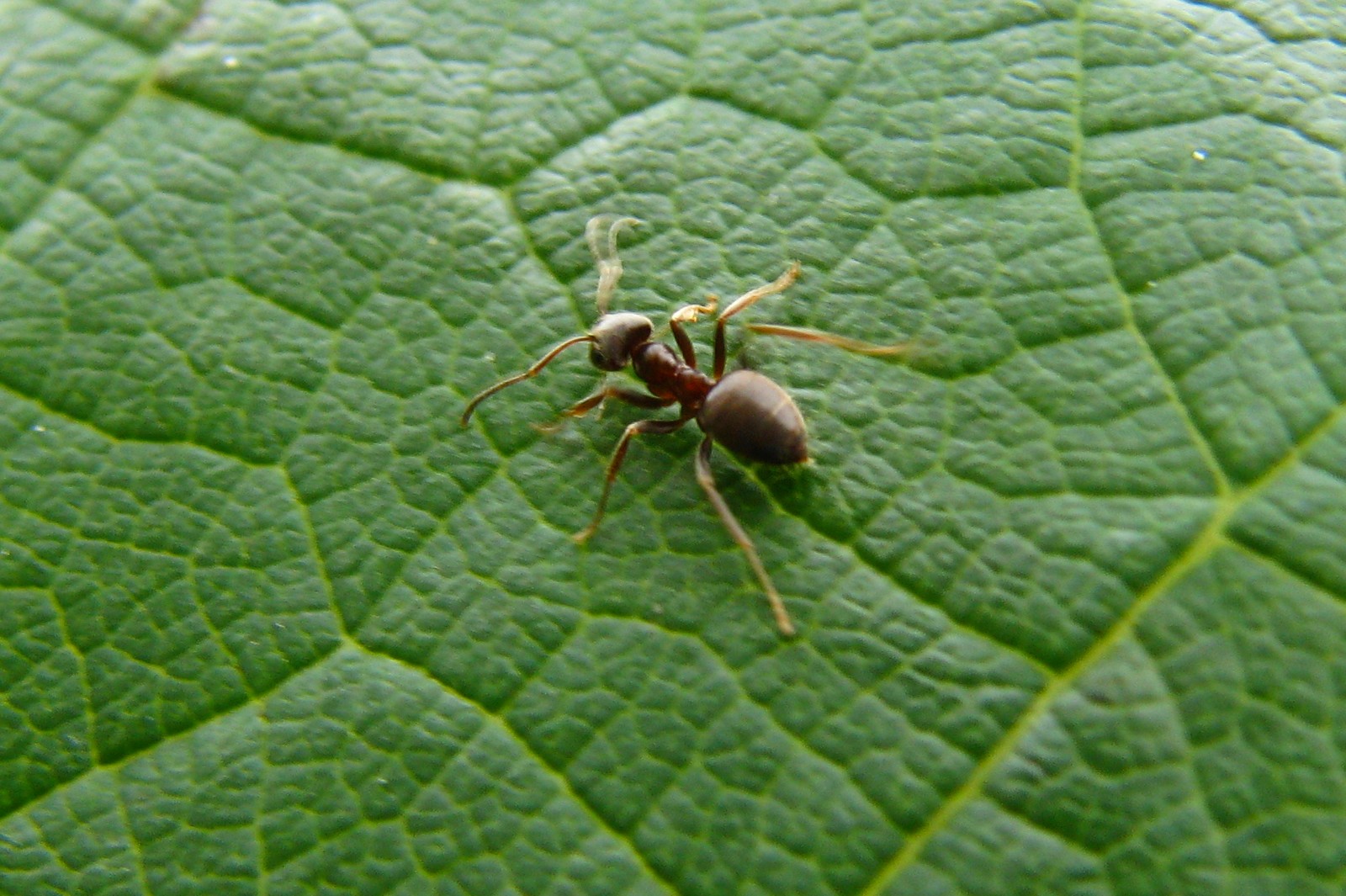 140803ant.jpg