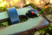 140313ladybug.jpg