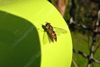 140314hoverfly.jpg