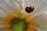 140401ladybug.jpg