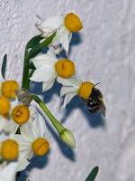 140403bumblebee.jpg