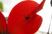 140418tulipspider.jpg