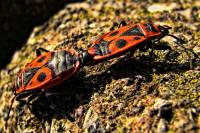140419firebugs2.jpg