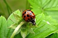 140501ladybug.jpg