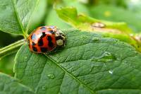 140513ladybug.jpg