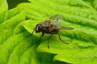 140515fly.jpg