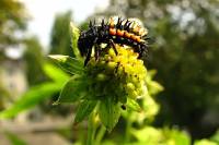 140518ladybuglarv1.jpg