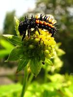 140518ladybuglarv2.jpg