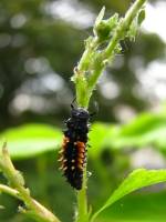 140520ladybuglarv2.jpg