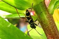 140521somebug1.jpg