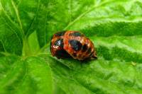 140524ladybuglarv3.jpg
