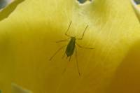 140524laphid.jpg