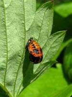 140531ladybuglarv1.jpg