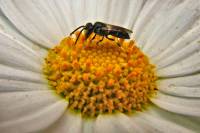 140604daisybee.jpg