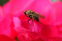 140630fly.jpg