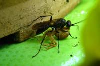 140703spiderfly2.jpg
