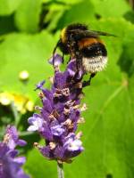 140707bumblebee07.jpg