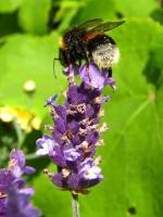 140707bumblebee08.jpg