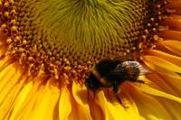 140707bumblebee09.jpg