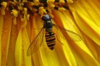 140707hoverfly02.jpg
