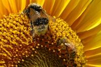 140712bee04.jpg