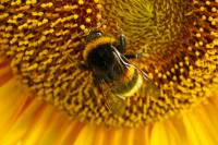 140714bumblebee02.jpg