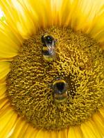 140717bumblebees.jpg