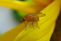 140717orangefly.jpg